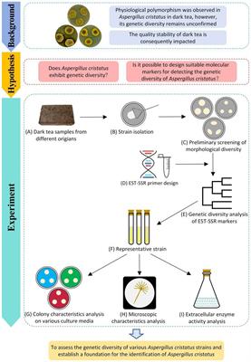 Morphological variation and expressed sequence tags-simple sequence repeats-based genetic diversity of Aspergillus cristatus in Chinese dark tea